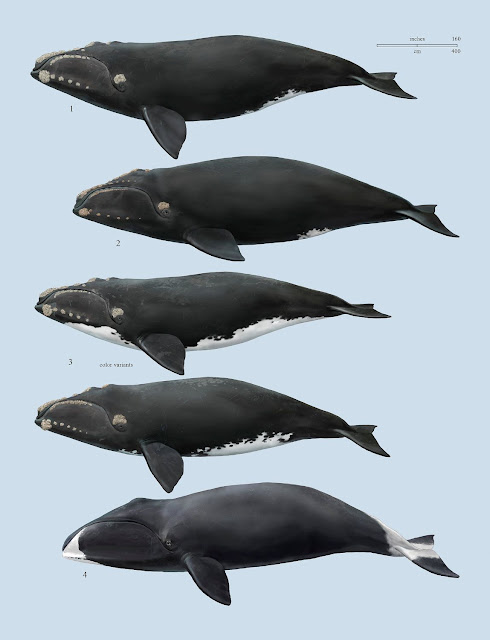 gerçek balinagiller