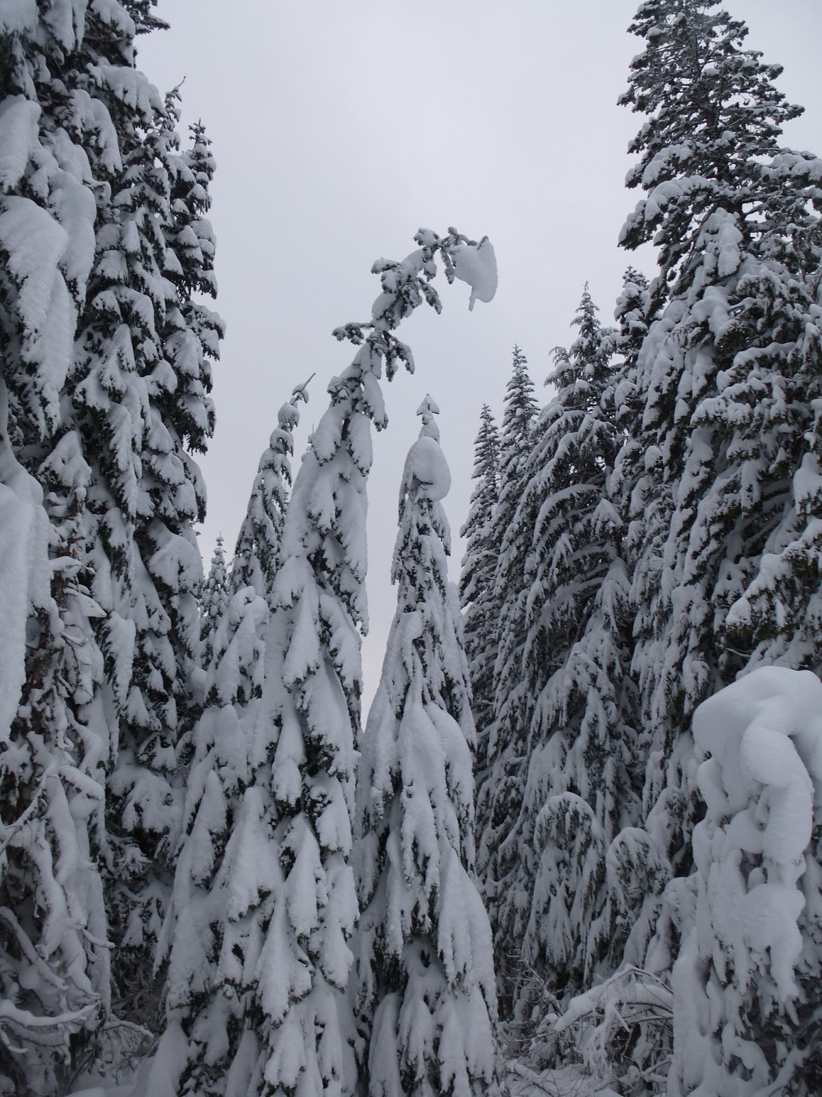 Hiking Oregon Government Camp Snowshoe "Crosstown Trail"