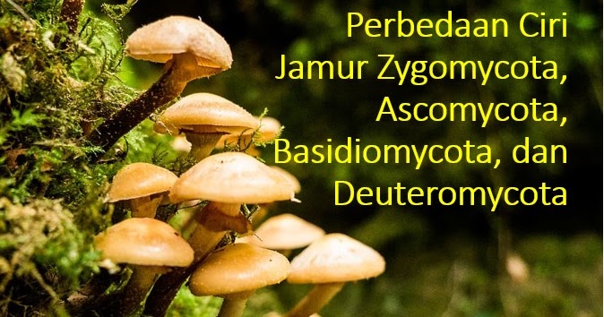 Perbedaan Jamur Zygomycota Ascomycota Basidiomycota Dan Deuteromycota Bsb
