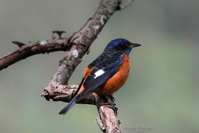 Blue-capped Rock-Thrush Male Blue-capped Rock-Thrush Male