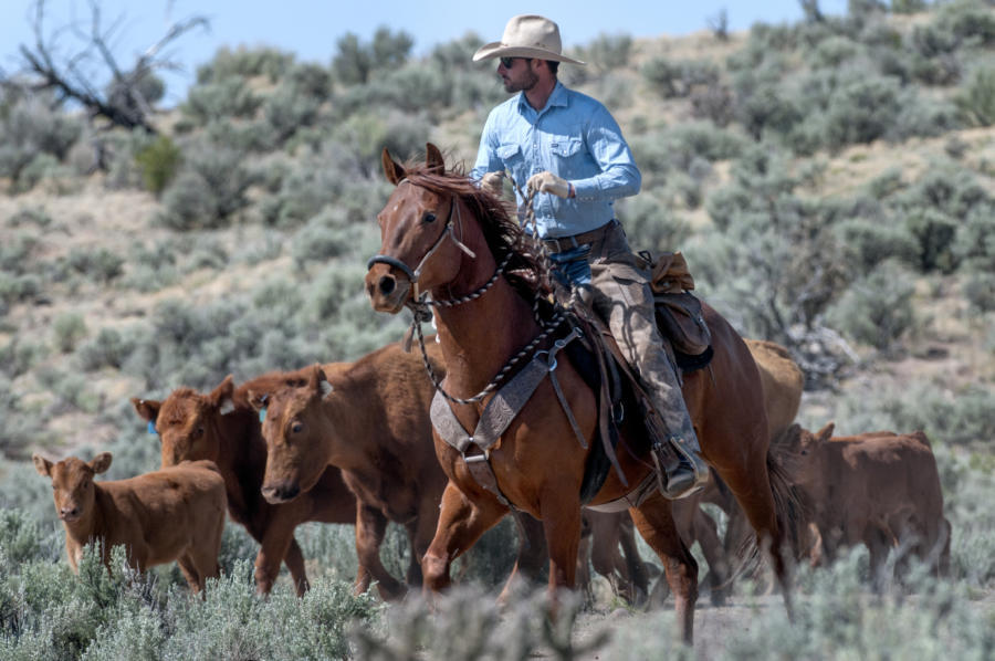 THE WESTERNER NM cattle ranchers fear ‘demise’ of industry