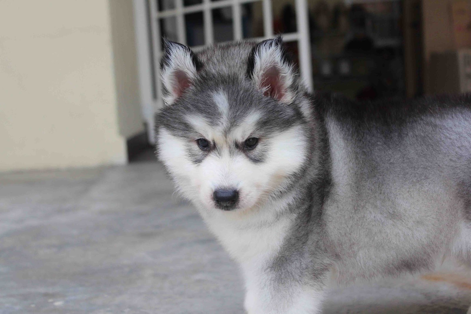 LovelyPuppy Quality Double Coating Wooly Husky Puppy