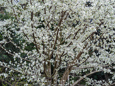 Kobushi (Magnolia kobus) flowers: Engaku-ji