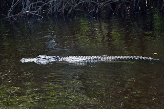 USA 2017 - Florida Holiday: Alligators and Mangroves