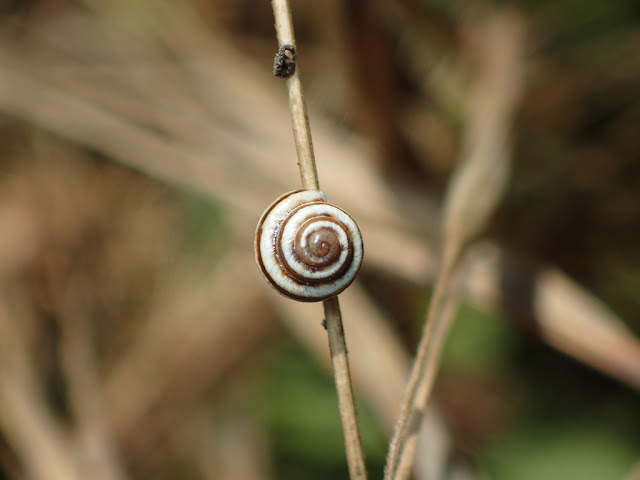 Cernuella neglecta Cernuella neglecta