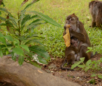 monkey mama eating banana