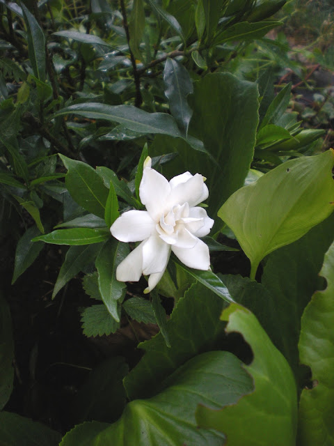 Spiraea Vanhouttei Stock Photos Spiraea Vanhouttei Stock Images