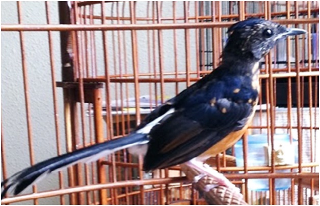 Tips Perawatan Burung Kacer