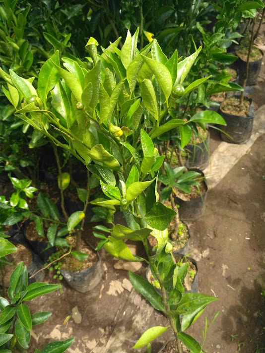 bibit jeruk keprok siem berbuah Bali