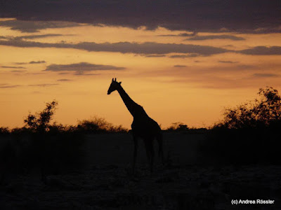 Reisen Afrika Namibia Etosha Pfanne