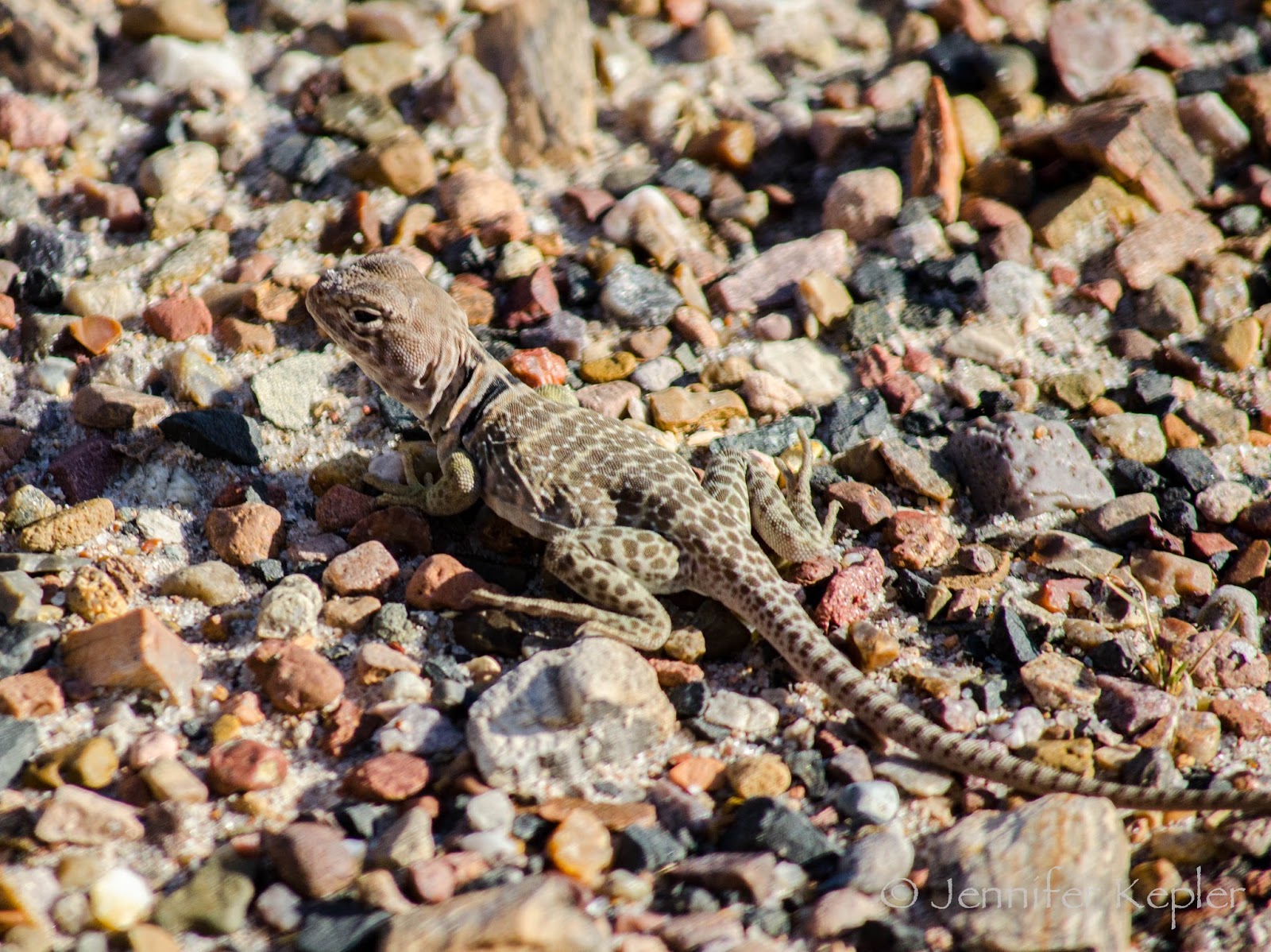 Snapshots of Nature Petrified Forest National Park