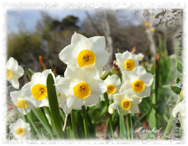 Narcissus or Daffodil Photo by Miyako