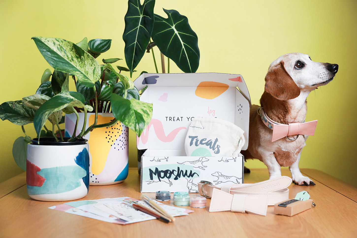 DIY Dog Collar Kits from Moo + Twig Australian Dog Lover