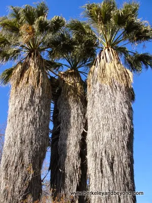 3 Washingtonia palms, at Ruth Bancroft Garden in Walnut Creek, CA