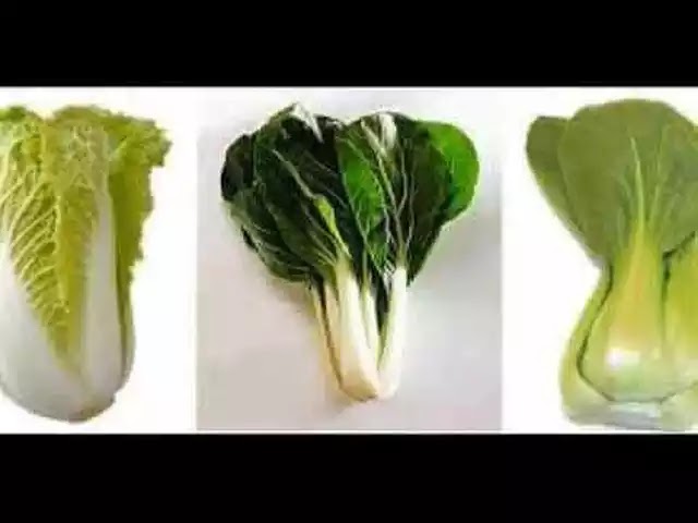 4 Manfaat Sawi Putih Untuk Burung Lovebird Majalah Lovebird