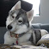 14 Reasons to Choose a Husky
