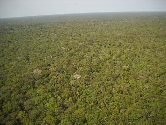 DEFORSTATION OF THE AMAZON RAINFOREST | CAUSES |ANIMALS |IMPORTANCE