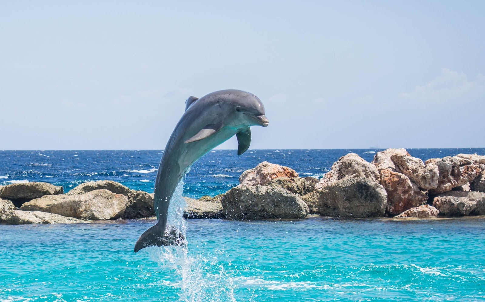 A dolphin jumping out of water. A dolphin jumping out of water.