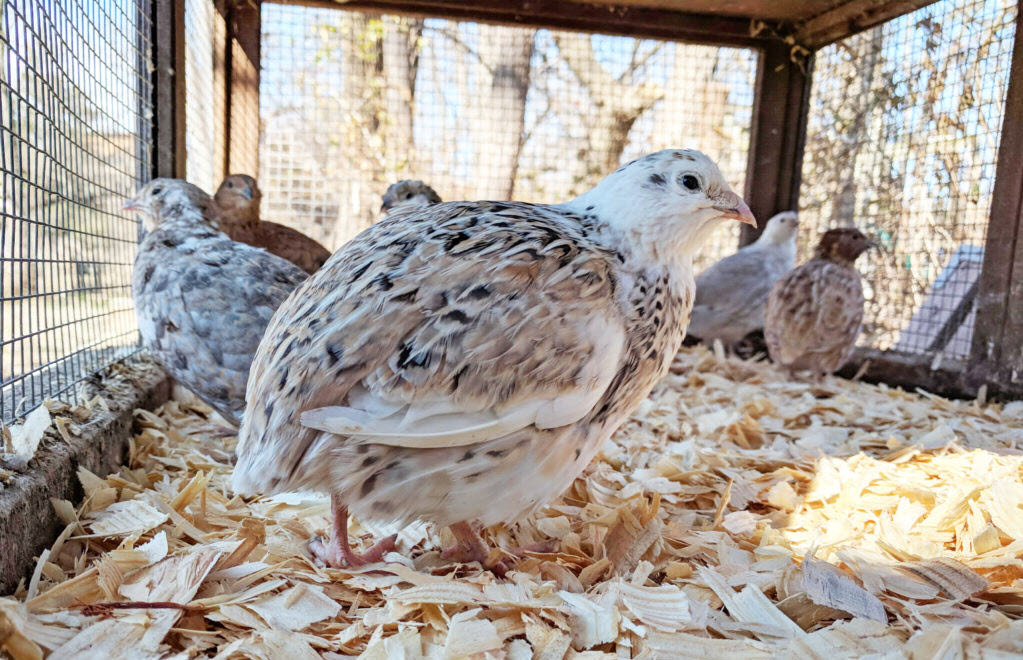 Why you should consider Quail farming