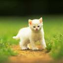 Bijela mačkica životinje slike pozadine za mobitele download