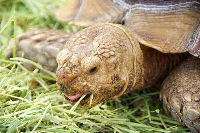 close-up, large turtle, eating grass