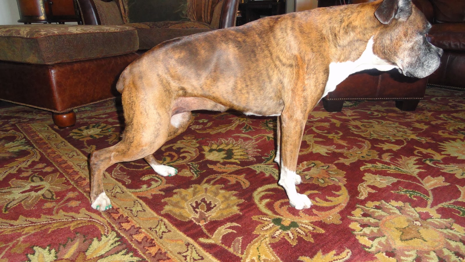 3 Dog BlogA Boxer Adventure Degenerative Myelopathy