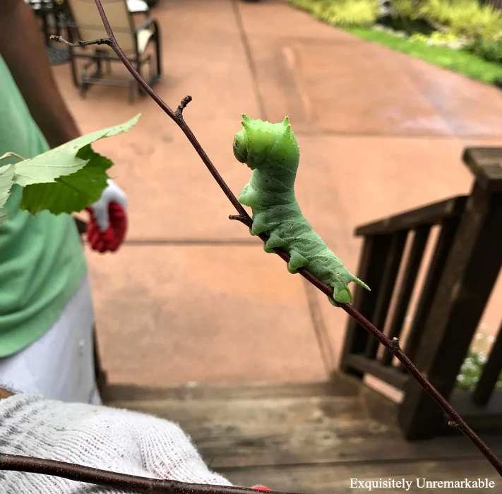 Giant Green Caterpillar