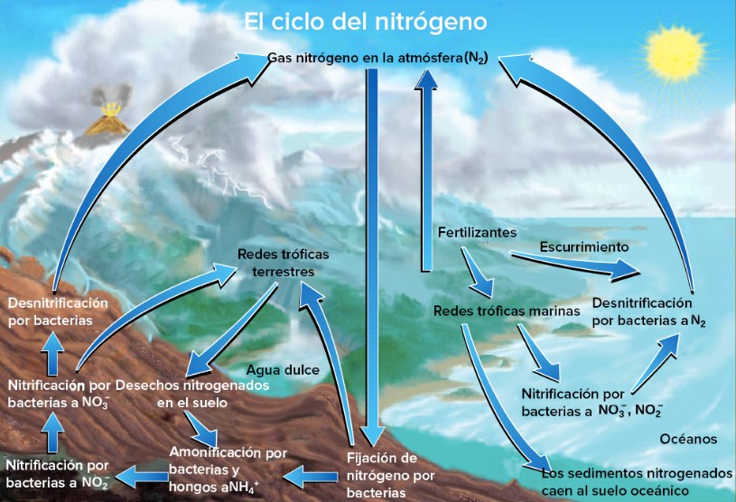 ECOLOGÍA GENERAL: Ciclos Biogeoquímicos