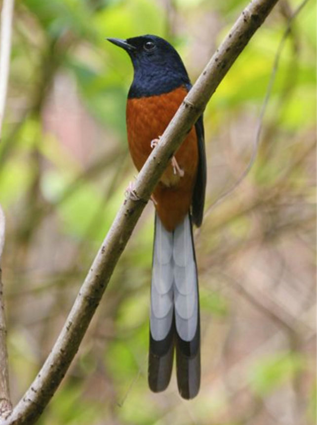 Makna suara dan tarian burung berkicau Info Seputar Hobi Makna suara dan tarian burung berkicau Info Seputar Hobi