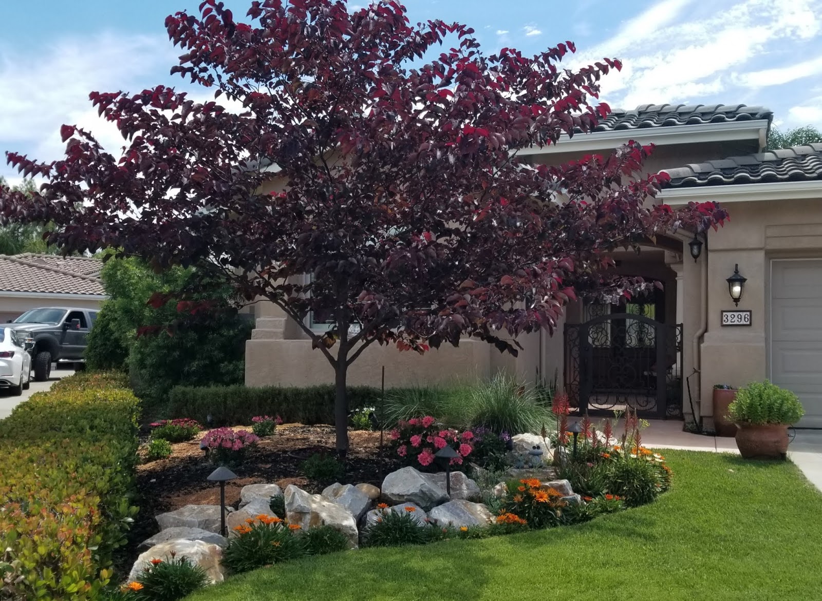 The 2 Minute Gardener Photo Forest Pansy Eastern Redbud (Cercis