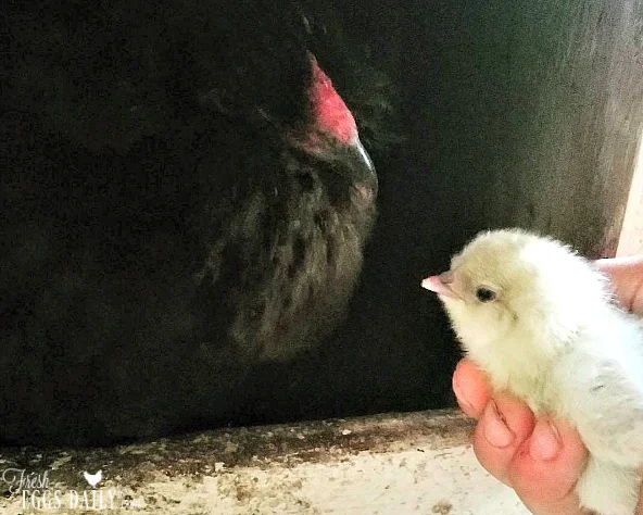 hen with baby chick