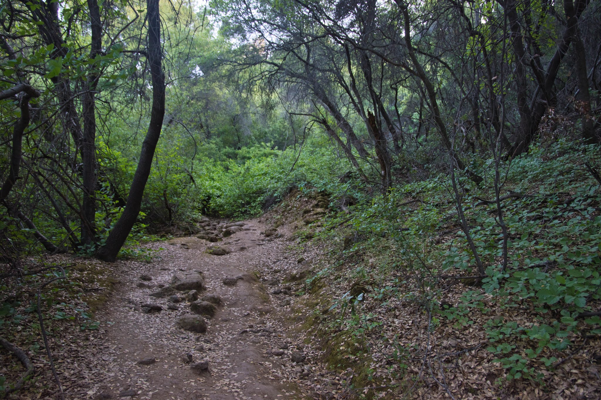 Hiking Shenandoah Table Mountain (Jamestown, CA)