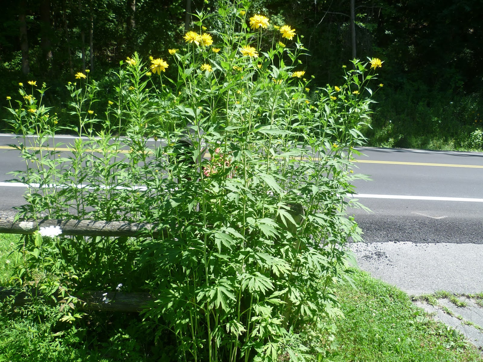 SECONDINSIGHT Bower of FlowersDorothy called it...