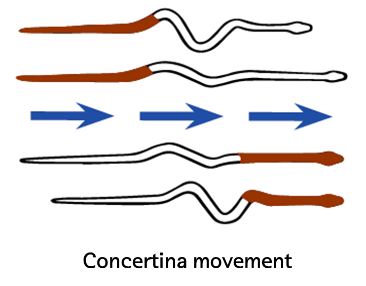 2014 바이오기계개론 엄상우 Motion analysis of snake