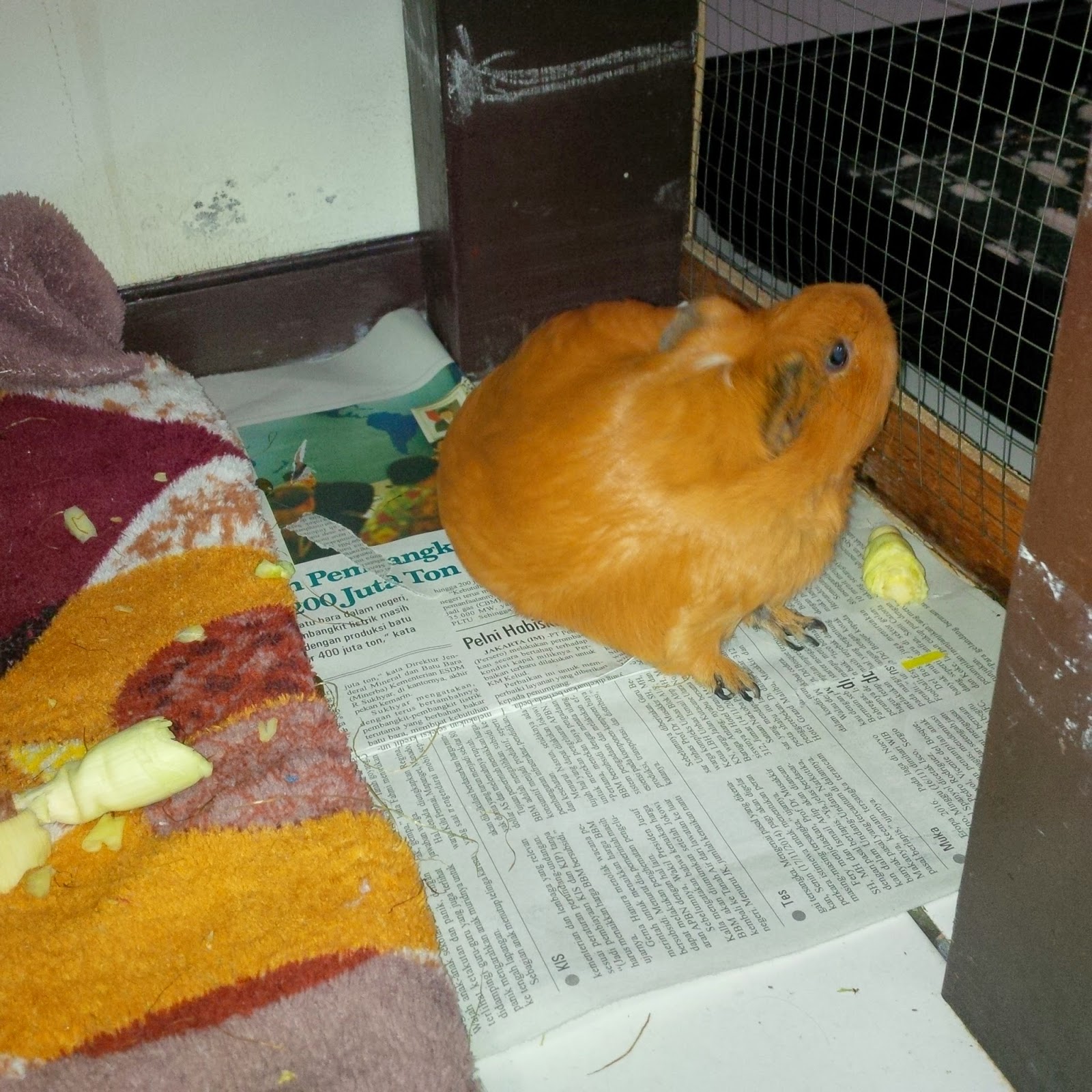 JITAKTAK Yamyam the Fat Guinea Pig