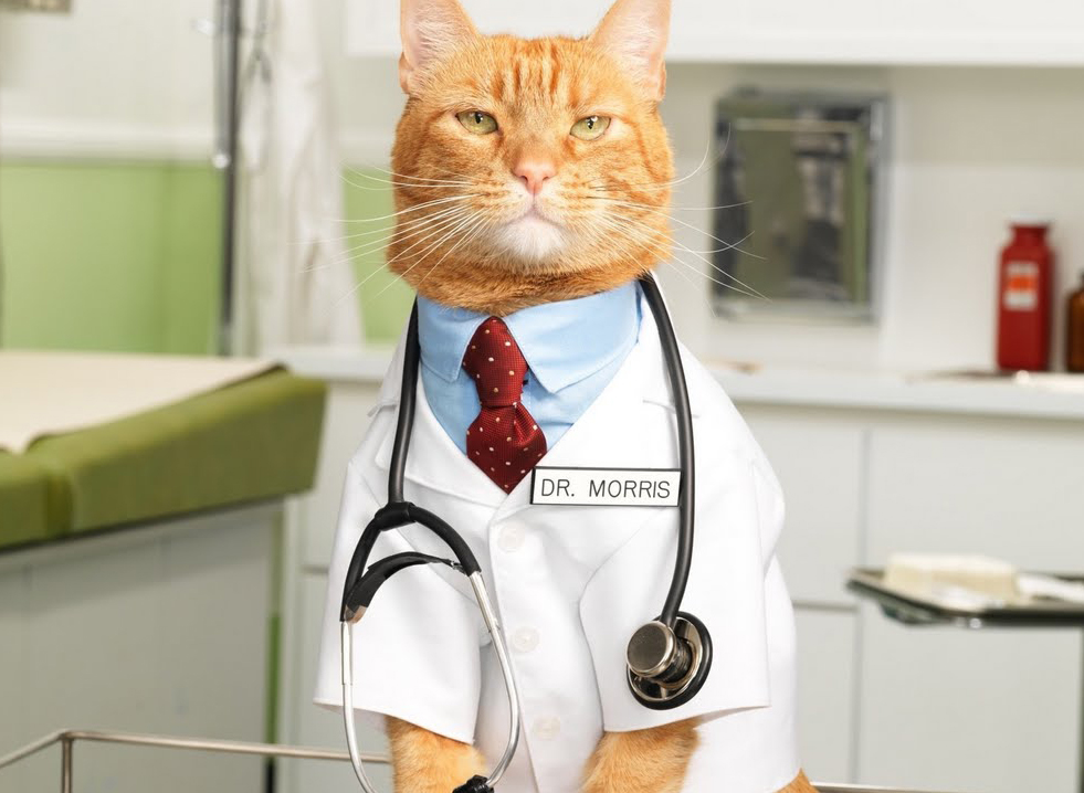 What if cats were people? Stunning Daily