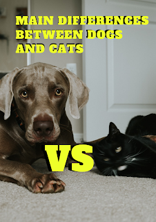 Main Differences Between Dogs and Cats