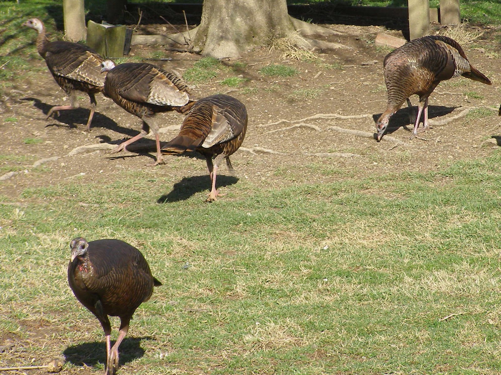 Blue Jay Barrens Wild Turkeys Toms and Bearded Hens