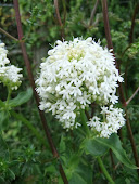 (Valeriana officinalis, Valerianaceae 2011/76