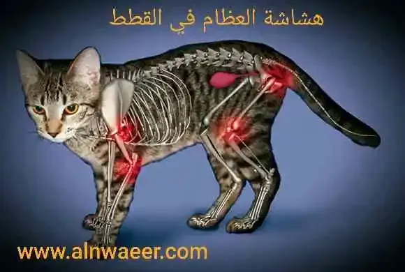 هشاشة العظام في القطط: مرض أكثر شيوعًا مما قد تتوقعه