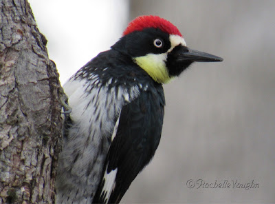 wings and daydreams birding blog