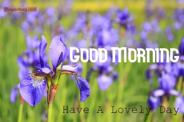 Good Morning Flowers Good Morning Flowers