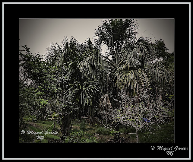 Palmeras Aguaje. Iquitos, Perú