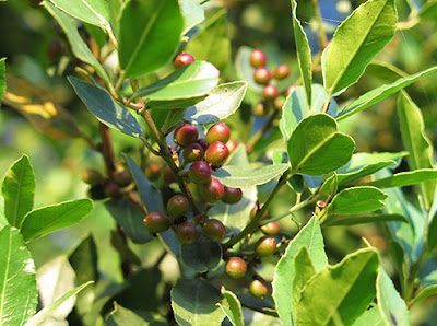 Hojas y fruto del Aladierno (Rhamnus alaternus)