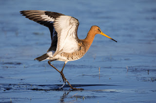 Wildlifefotografie Naturfotografie Dümmer See Uferschnepfe