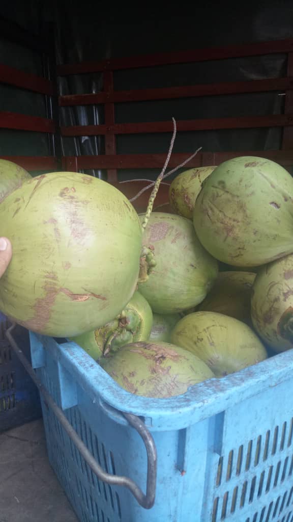 Pembekal kelapa muda