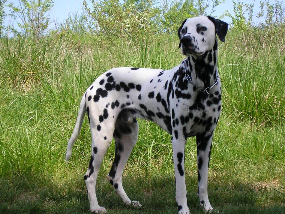 Dalmatian Dog Breeders Profiles and Pictures Dog
