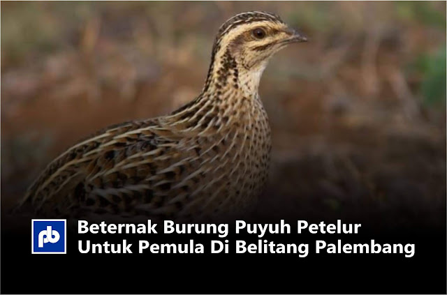 Beternak Burung Puyuh Petelur Untuk Pemula Di Belitang Palembang