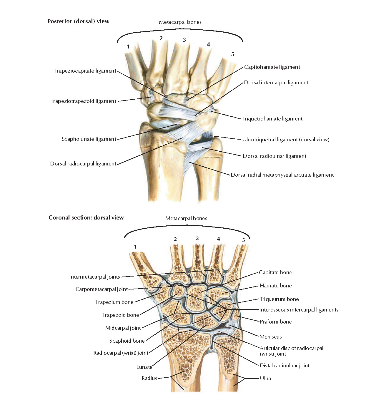 растяжение лучезапястного сустава. растяжение связок лучезапястного сустава. связочный аппарат лучезапястного сустава. симптом повреждения сухожилия лучезапястного сустава. растяжение сухожилий кисти симптомы.