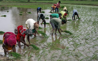 Farmers doing cultivation 